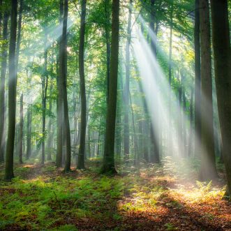 There are woods? And trees? 