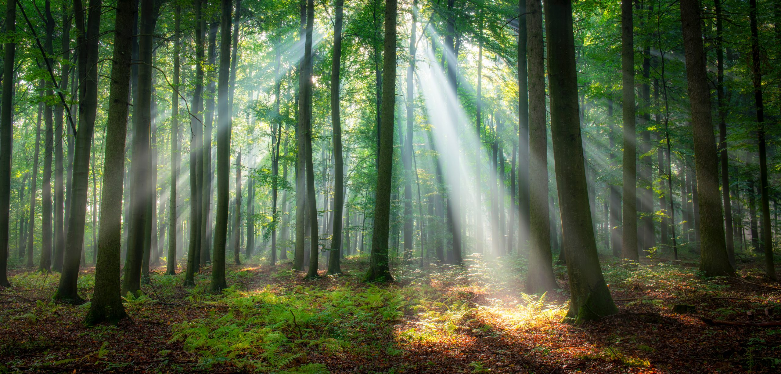 There are woods? And trees? 